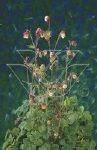 GEUM RIVALE