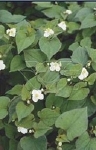 HOUTTUYNIA CORDATA