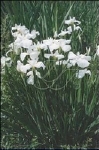 IRIS LAEVIGATA SNOWDRIFT