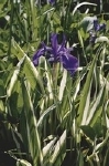 IRIS PSEUDACORUS VARIEGATA