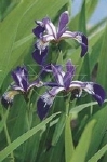 IRIS VERSICOLOR