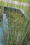 JUNCUS EFFUSUS