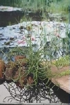 JUNCUS EFFUSUS SPIRALIS