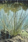 JUNCUS INFLEXUS
