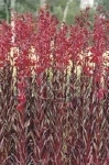 LOBELIA CARDINALIS