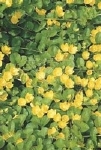 LYSIMACHIA NUMMULARIA