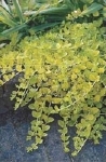 LYSIMACHIA NUMMULARIA AUREA
