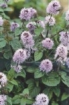 MENTHA AQUATICA