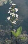 MENYANTHES TRIFOLIATA