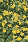 MIMULUS LUTEUS