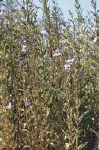 MIMULUS RINGENS