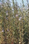 MIMULUS RINGENS