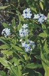 MYOSOTIS PALUSTRIS