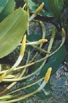 ORONTIUM AQUATICUM