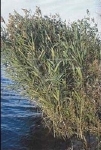 PHRAGMITES AUSTRALIS VARIEGATUS