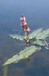 POLYGONUM AMPHIBIUM
