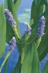 PONTEDERIA CORDATA LANCEOLATA