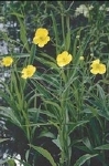 RANUNCULUS LINGUA