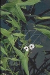 SAGITTARIA SAGITTIFOLIA
