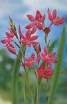 SCHIZOSTYLIS COCCINEA