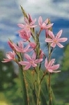 SCHIZOSTYLIS COCCINEA MRS HAGERTY