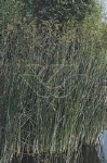 SCIRPUS LACUSTRIS