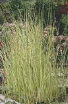 SCIRPUS LACUSTRIS ALBESCENS