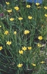 SISYRINCHIUM CALIFORNICUM