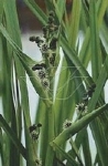 SPARGANIUM ERECTUM