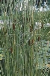 TYPHA ANGUSTIFOLIA