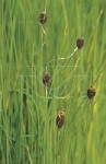 TYPHA MINIMA