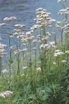 VALERIANA OFFICINALIS