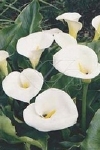 ZANTEDESCHIA AETHIOPICA