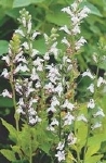 LOBELIA SIPHILITICA ALBA