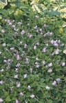 MAZUS REPTANS BLEU