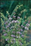 MENTHA PULEGIUM