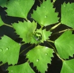 DRIJFPLANTEN  LOS WATERNOOT, KRABBESCHEER