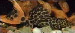 L-114  PSEUDACANTHICUS LEOPARDUS - LUIPAARDKAKTUSWELS