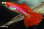 POECILLIA RETICULATA - GUP MAN  RED BLOND