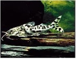 PIMELODELLA PICTUS - ANTENNEWELS