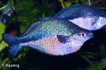 MELANOTAENIA LACUSTRIS - BLAUWE  REGENBOOGZAM