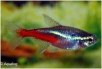 PARACHEIRODON INNESI - NEONTETRA L