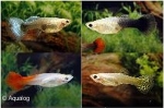POECILLIA RETICULATA - GUP VROUW MIX