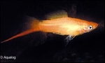 XIPHOPHORUS HELLERI MARYGOLD - ZWAARDDRAGER