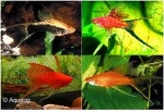 XIPHOPHORUS HELLERI - ZWAARDDRAGER SLUIER / HOOGVIN