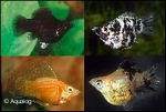 POECILIA LATIPINNA- MOLLY BALLOON MIX