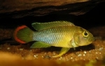 APISTOGRAMMA NIJSSENI