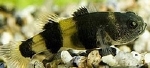 BRACHYGOBIUS XANTHZONA - BIJTJE