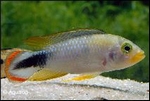 APISTOGRAMMA PANDURO