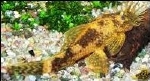 LDA-16 ANCISTRUS SP. RED BLACK